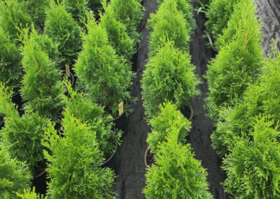 Emerald Green Arborvitae