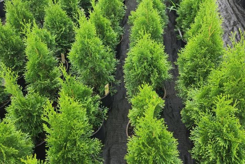 Emerald Green Arborvitae