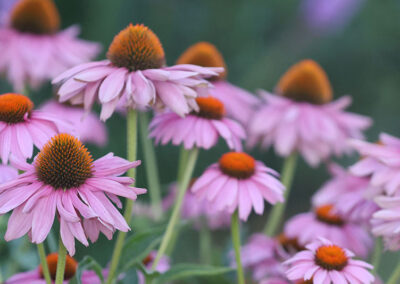 Coneflower