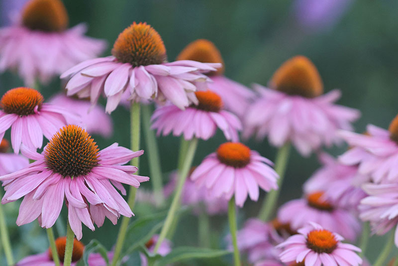 Coneflower