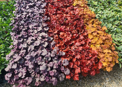 Coral Bells