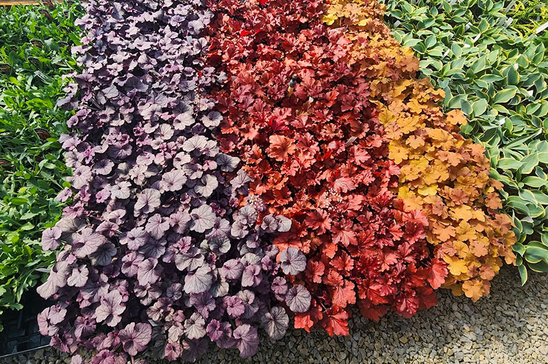 Coral Bells