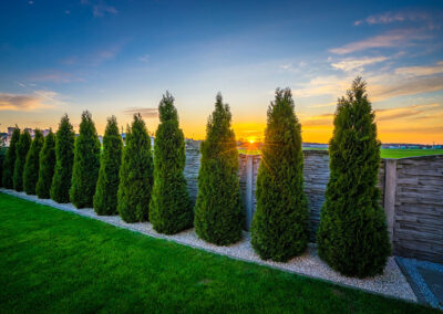 Dark Green Arborvitae