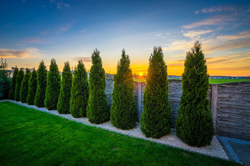 Dark Green Arborvitae