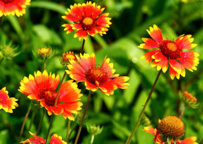 Gaillardia / Blanket Flower