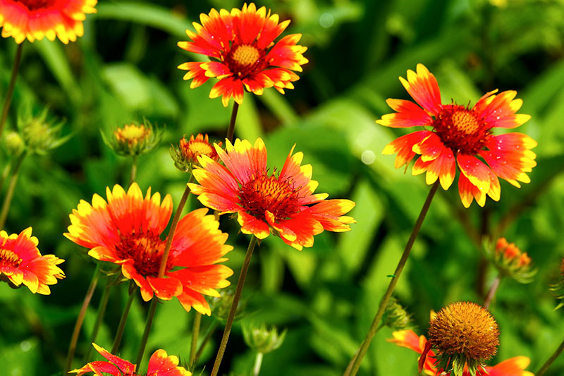 Gaillardia / Blanket Flower