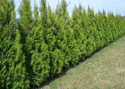 Green Giant Arborvitae