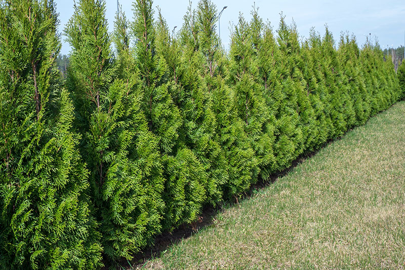 Green Giant Arborvitae