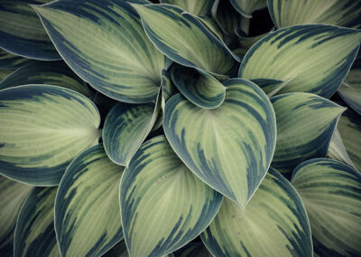 Hostas