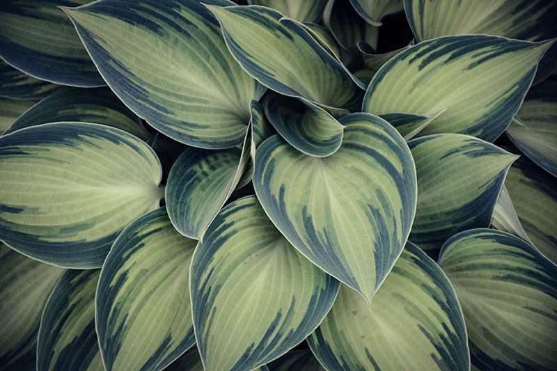Hostas