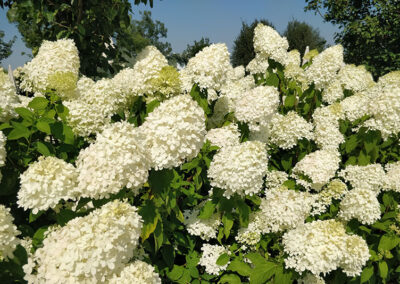 Limelight Hydrangeas