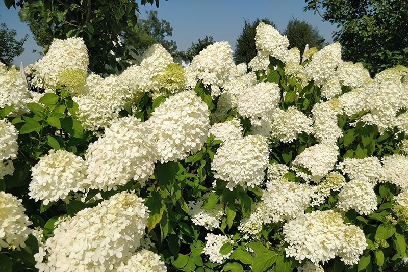 Limelight Hydrangeas