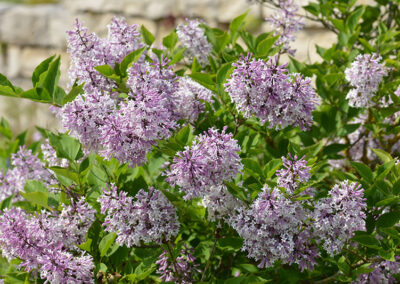 Miss Kim Lilac