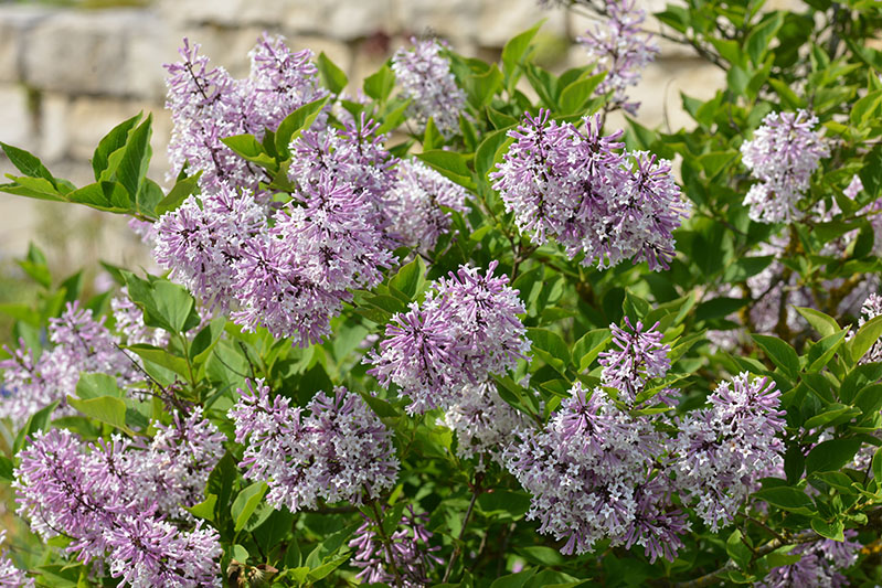 Miss Kim Lilac