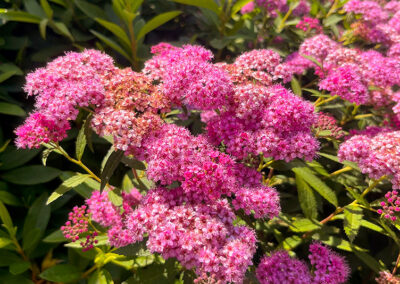 Neon Flash Spirea