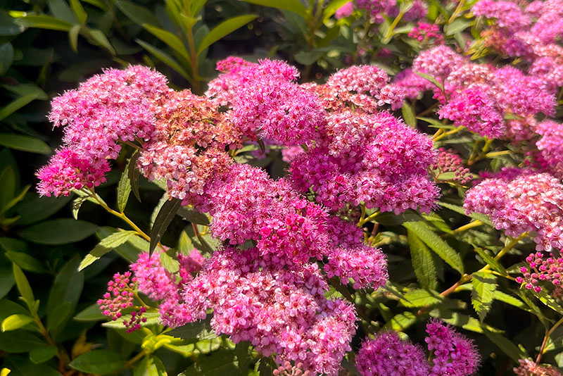 Neon Flash Spirea
