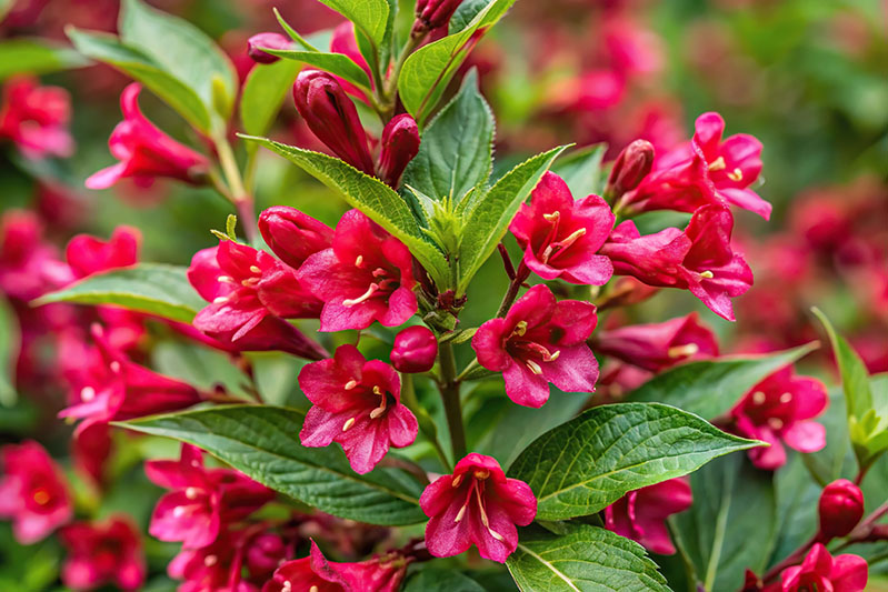 Red Prince Weigela