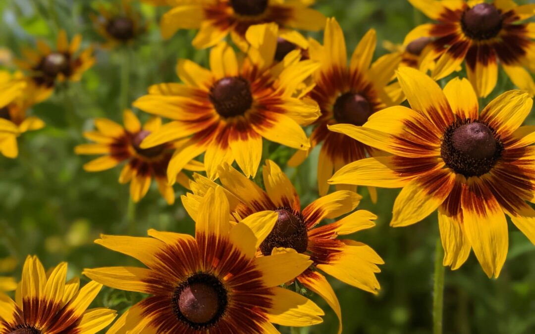 Cherokee Sunset Rudbeckia