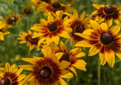 Cherokee Sunset Rudbeckia