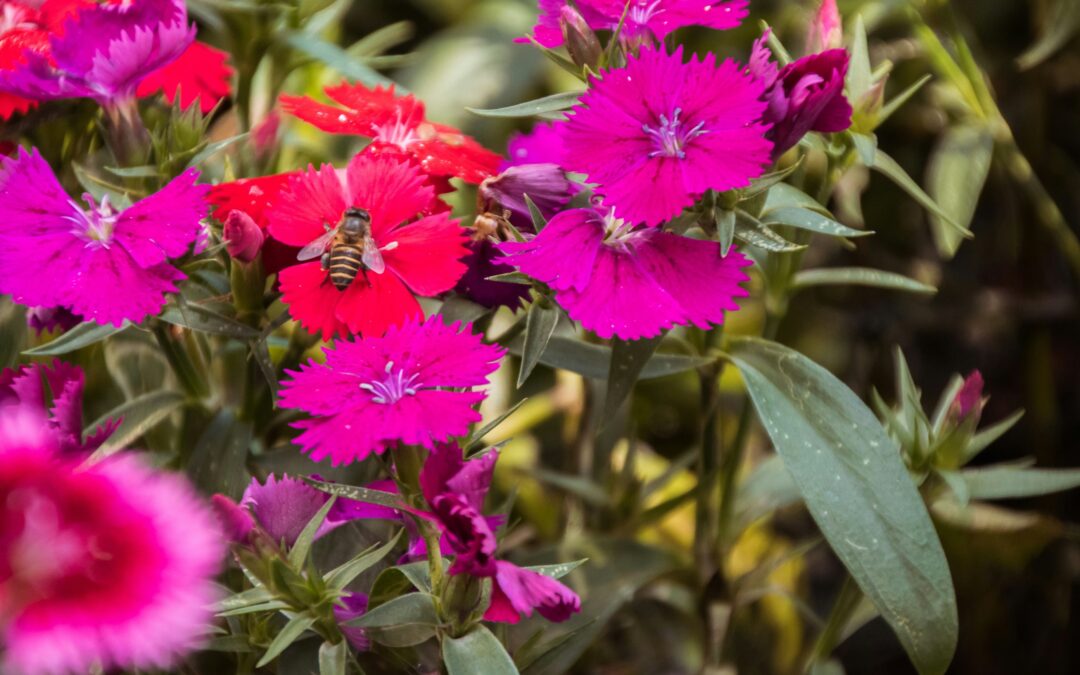 Firewitch Dianthus