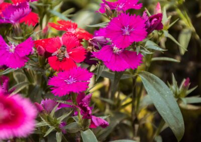 Firewitch Dianthus
